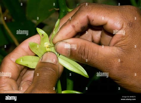 Vanilla, Manually pollinating vanilla orchid, Sambava, Madagascar Stock ...