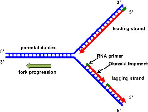 Figure 1 from The Replication Fork: Understanding the Eukaryotic ...