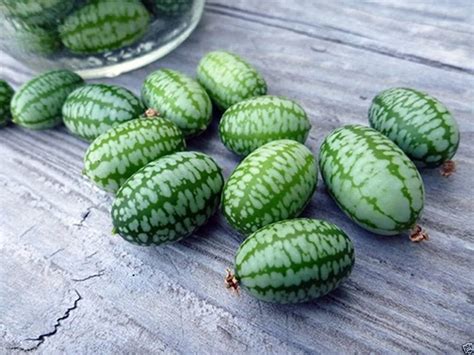 Heirloom Mexican Sour Gherkin Seeds Cucamelon Seeds Spanish | Etsy