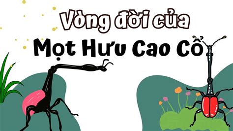 Vòng Đời Của Mọt Hưu Cao Cổ Bao Nhiêu Ngày? Giraffe weevil life cycle ...