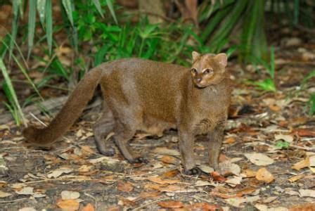 The jaguarundi is unique in its appearance among the felids in that it ...