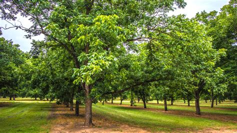 How to Plant, Grow and Care For Pecan Trees