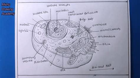 How TO Draw animal cell easy/animal cell drawing - YouTube