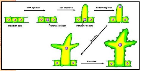 Cell Differentiation Examples