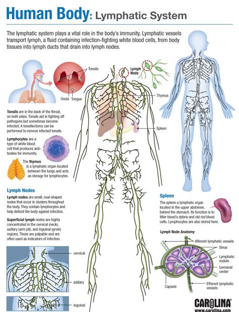 Human Body: Lymphatic System | Carolina.com