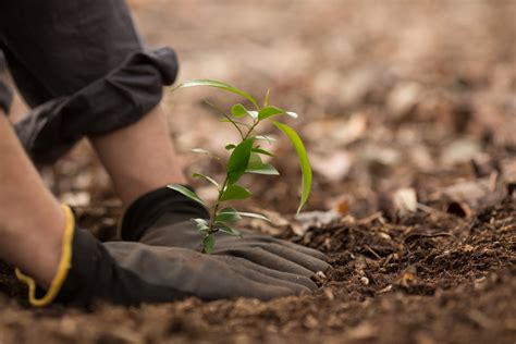 We Can’t Just Plant Billions of Trees to Stop Climate Change ...