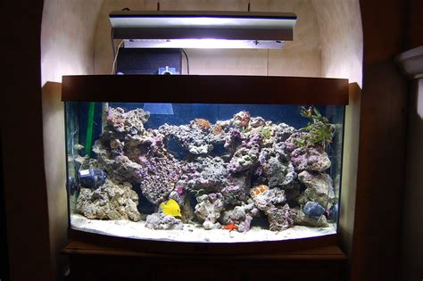 Most Beautiful Saltwater Fish Tanks ( All Time ) | RateMyFishTank.com