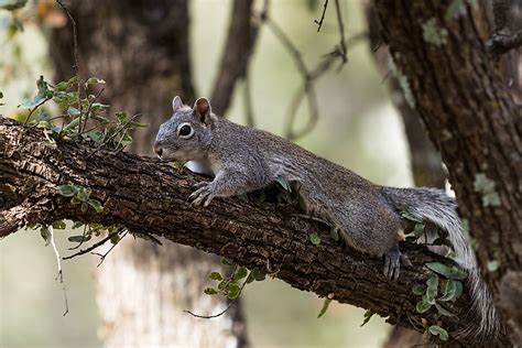 5 Types of North American Squirrels - WorldAtlas