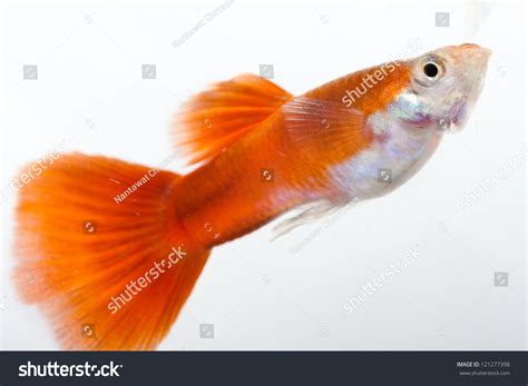 Full Red Guppy Isolated On White Stock Photo 121277398 | Shutterstock