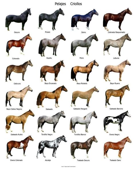 Pin on Aha! Information | Horse coloring, Horse coat colors, Horse breeds