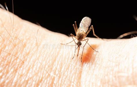 A Mosquito Drinks Blood on Human Skin. Stock Image - Image of summer ...