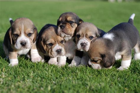 Pocket Beagle Dog Info, Temperament, Training, Puppies, Pictures