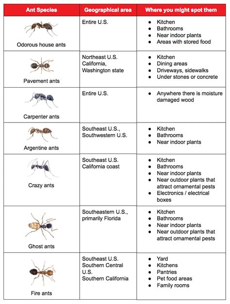 Top 7 ant species you many encounter in U.S. | Ehrlich