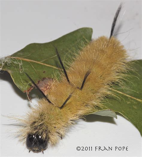 American Dagger Moth Acronicta americana (Harris, 1841) | Butterflies ...