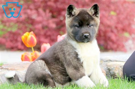 23 Excited Akita Inu Adopcion Photo HD - Bleumoonproductions