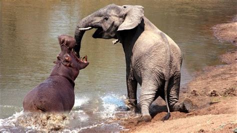 Elephant Vs Hippo