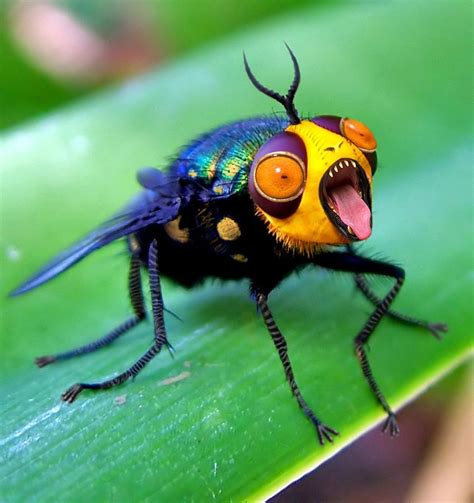 Snapper Fly by ozplasmic on DeviantArt | 昆虫アート, 可愛すぎる動物, 動物 写真