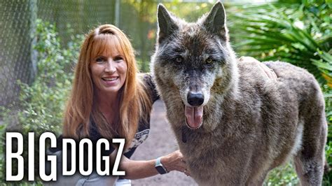 Giant Wolf Dog Yuki Fights Cancer | BIG DOGZ – Pet News Live