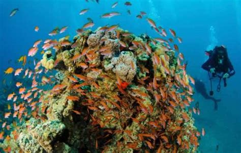 Jordan’s Aqaba Reefs: Hard Corals Present Simple Solution