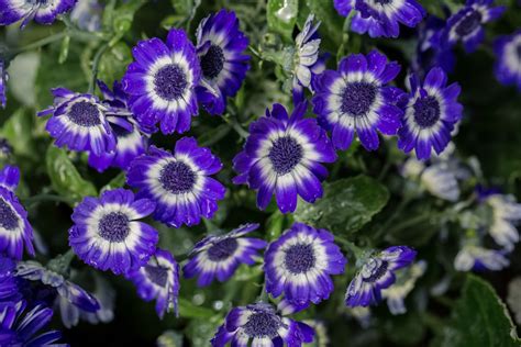 How to Grow and Care for Cineraria