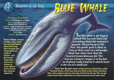 Blue Whale - Wierd N'wild Creatures Wiki