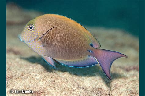 Acanthurus nigrofuscus