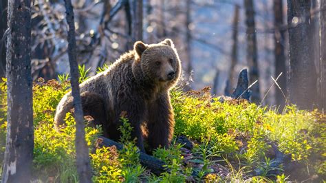 The Traveler's Guide to Glacier National Park Wildlife