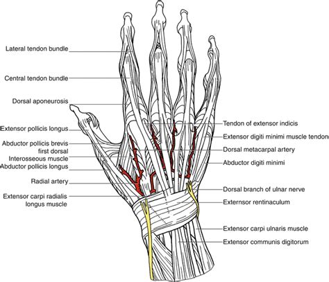 Dorsal Metacarpal Artery Perforator Flaps | Plastic Surgery Key