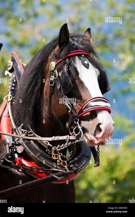 Shire horse with a horse collar, Söll, North Tyrol, Austria Stock Photo ...