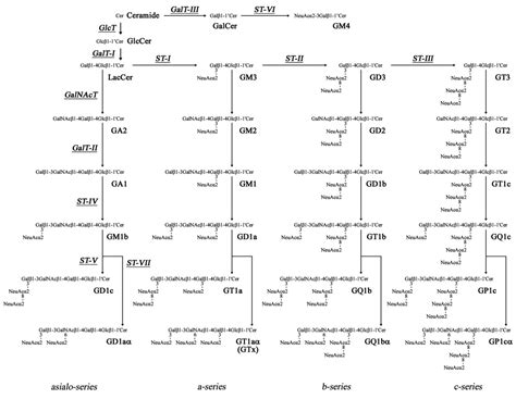 Structures, biosynthesis, and functions of gangliosides--an overview ...