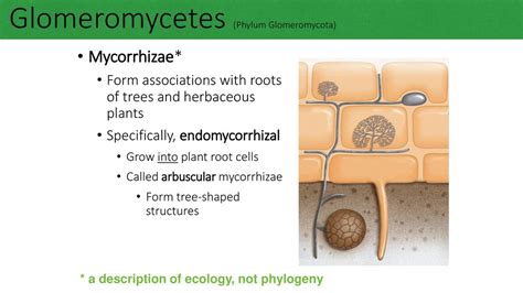 Phylum Glomeromycota