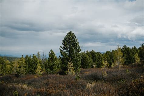 Green Trees Under the Cloudy Sky · Free Stock Photo