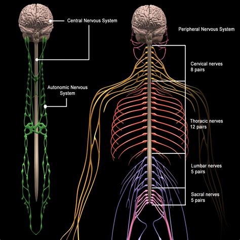 Central Nervous System - How Your Posture Can Affect It