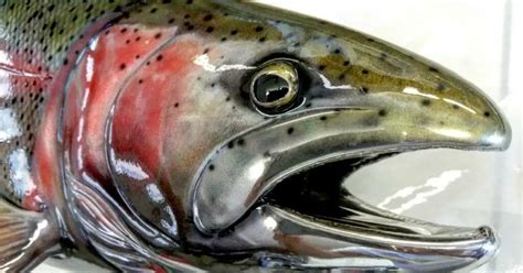 Steelhead vs Salmon: 5 Major Differences - Salmon Facts