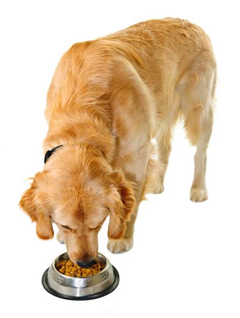 🦴 Best Food for Golden Retriever Puppy in 2020 🦴 GoodPuppyFood