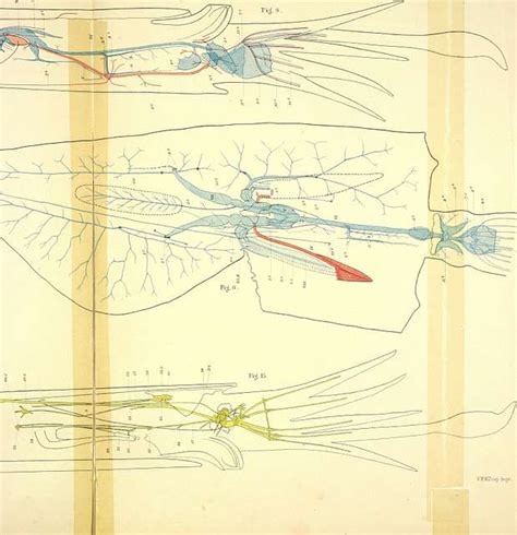 The anatomy of the common squid, Loligo pealii, Lesueur (1910 ...