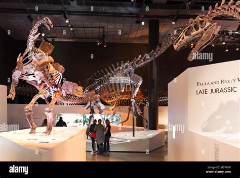 People looking at dinosaurs, dinosaur skeletons and dinosaur fossils in ...