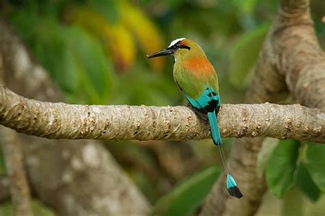 Discover The National Bird of Nicaragua - A-Z Animals