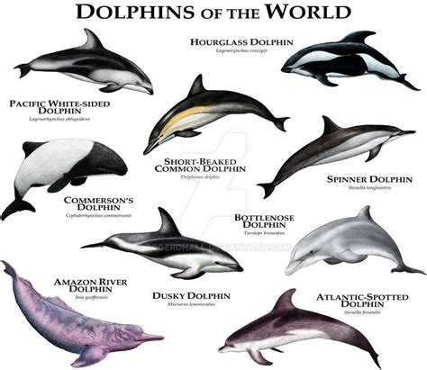 All Different Types Of Dolphins