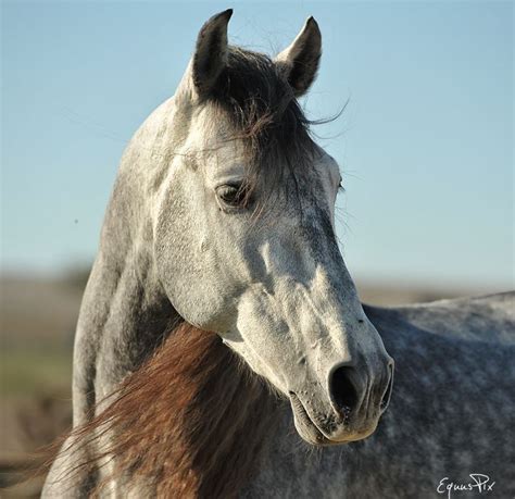 Elegant Andalusian Horse