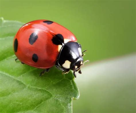 Fun Ladybug Facts for Kids