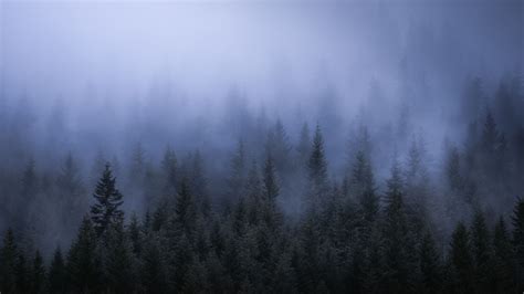 Fog Dark Forest Tress Landscape 5k trees wallpapers, nature wallpapers ...