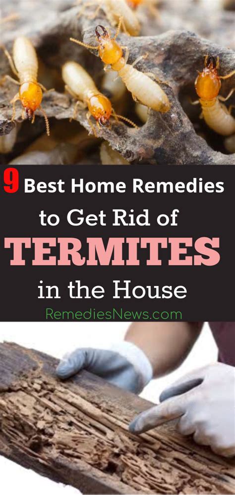 How to Get Rid of Termites Naturally: 9 Best DIY Home Remedies