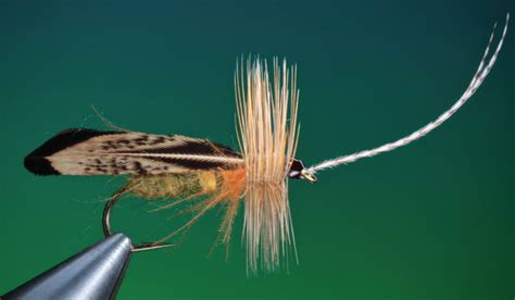 A Caddisfly for All Occasions | Fly Tyer