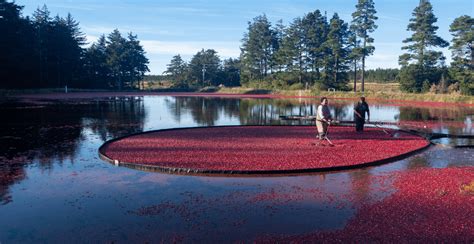 Bet you didn't know cranberry bogs are filled with wolf spiders