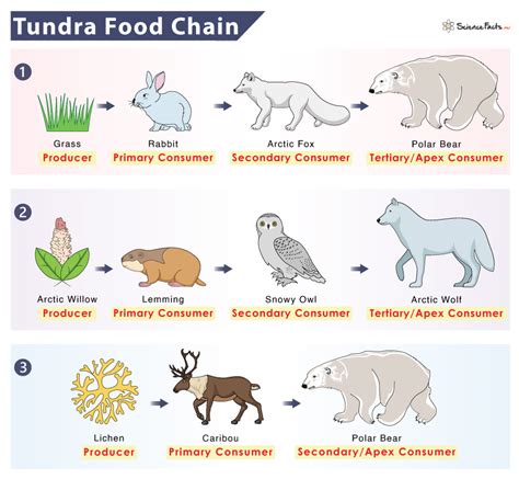 Tundra Biome Animals