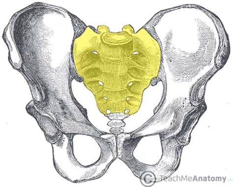 The Sacrum - Landmarks - Surfaces - Relations - TeachMeAnatomy