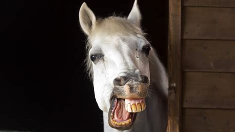 Horse Teeth Smile Cartoon