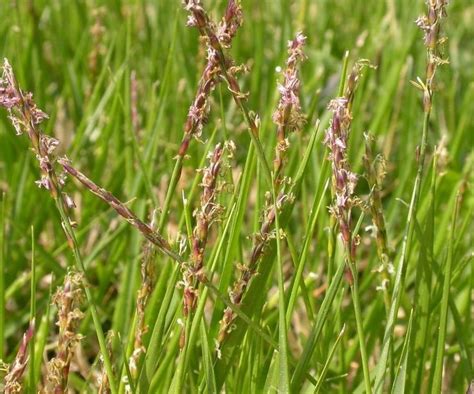 Zoysia Matrella: Care and Growing Guide