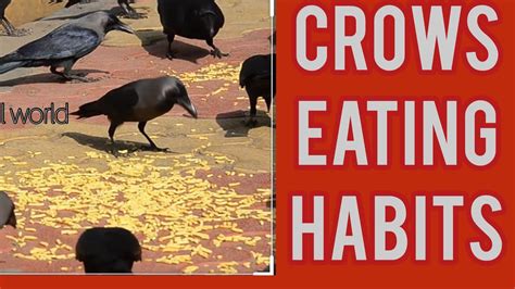 Crow Eating Habits - YouTube